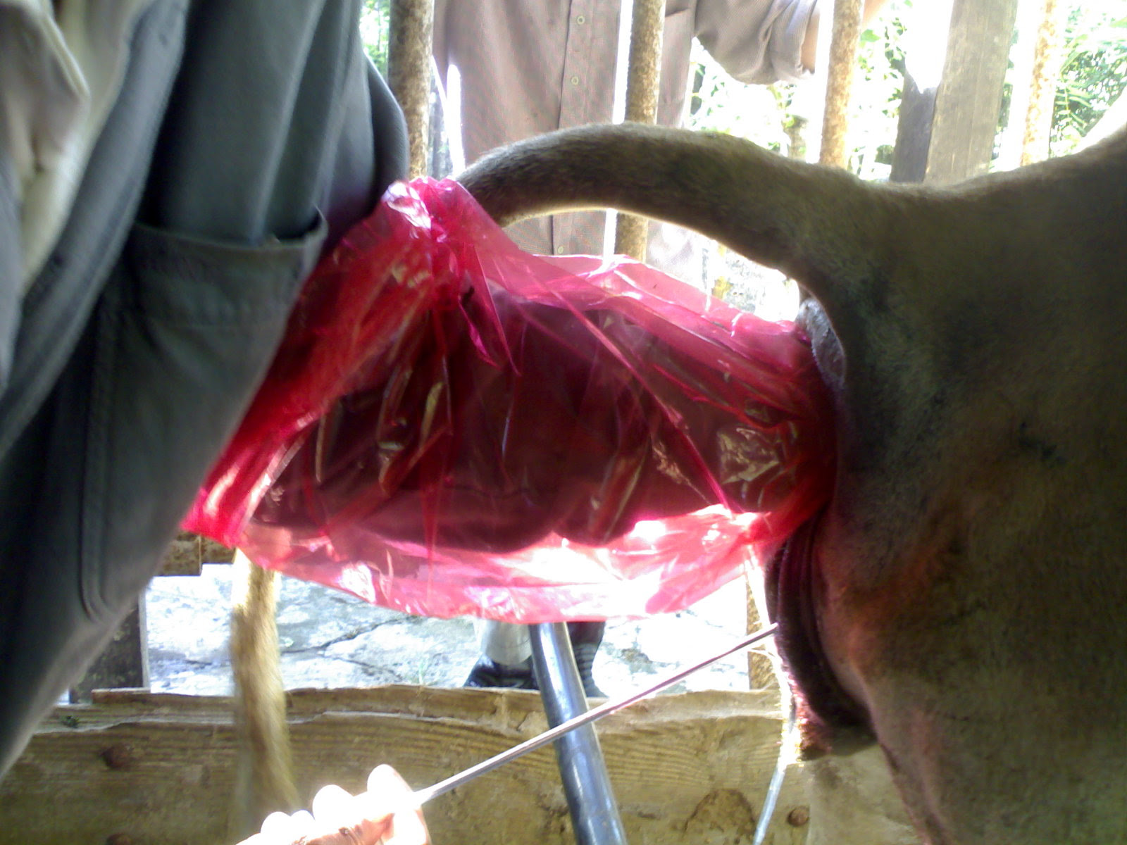 Kupasan MH54 Teknik Inseminasi  Buatan  Pada Sapi Serba 