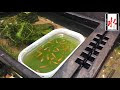 [最も人気のある！] メダカ 稚魚 グリーン ウォーター 270325-メダカ 稚魚 グリーンウォーター