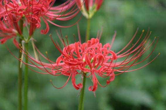 ヒガンバナ リコリス 彼岸花 曼珠紗華 石蒜 せきさん Lycoris Radiata ヒガンバナ科ヒガンバナ属 球根 苗