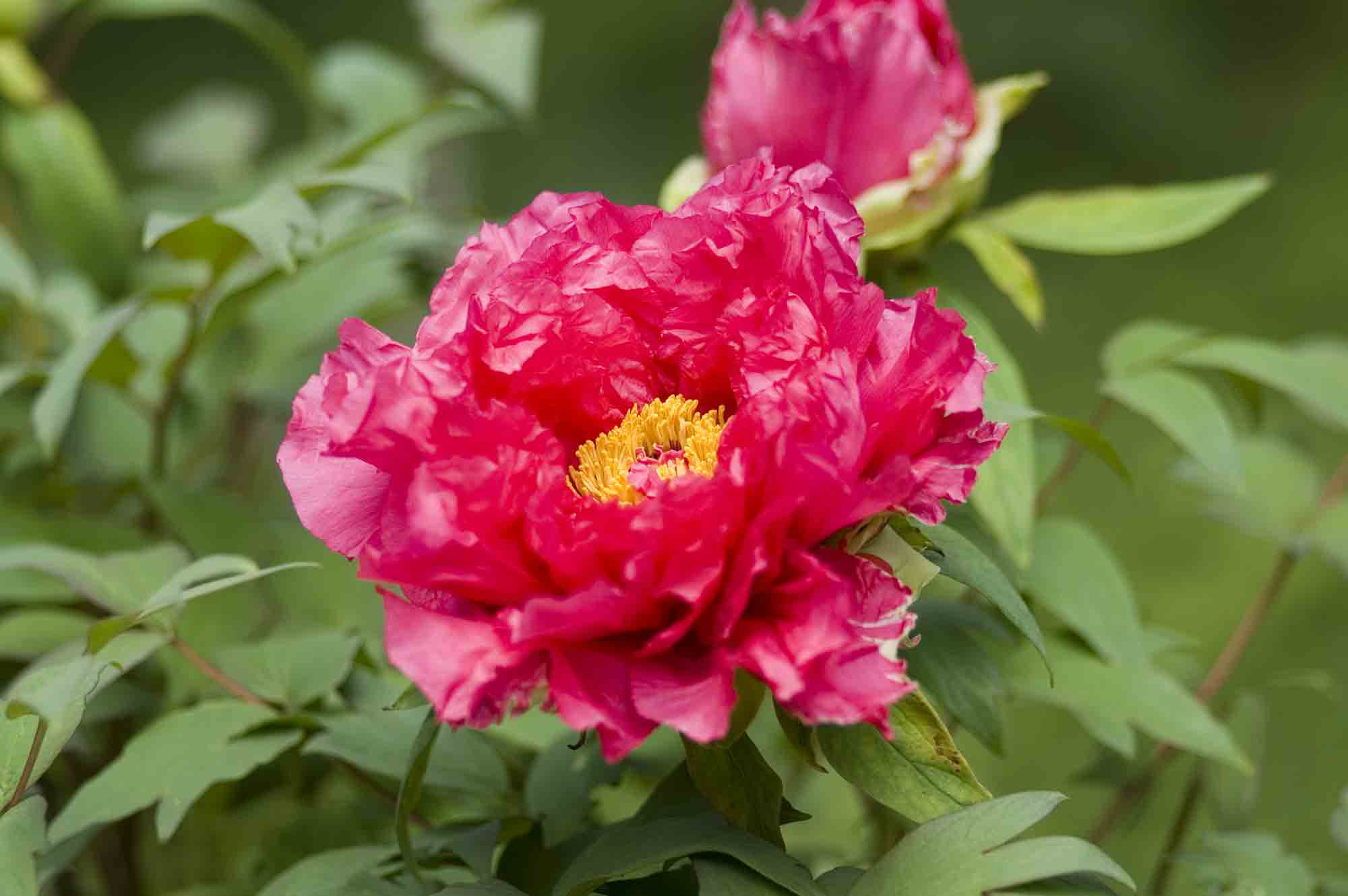 芍薬 シャクヤク が咲きました お花のほのぼの写真館 楽天ブログ