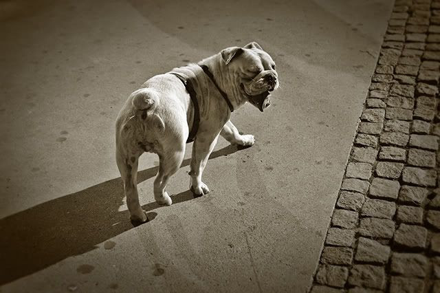 A Dog's Day