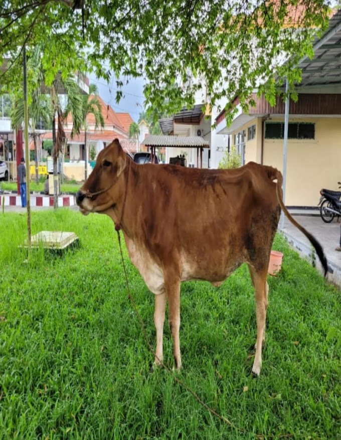 Gondol Sapi Coklat, Pria Asal Jember Dibekuk Satreskrim Polres Bondowoso
