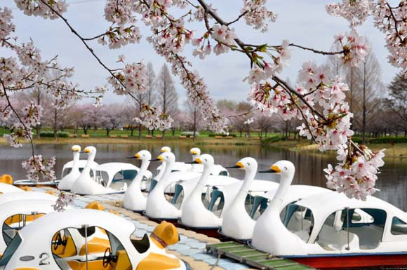 川越水上公園の桜 川越の観光 お出かけ情報 カワゴエール