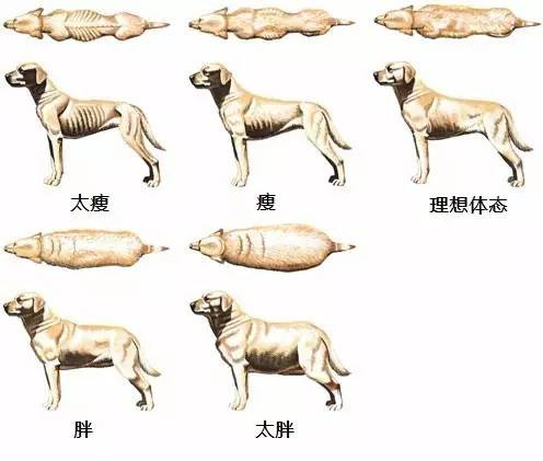 狗狗的肋骨位置图 万图壁纸网
