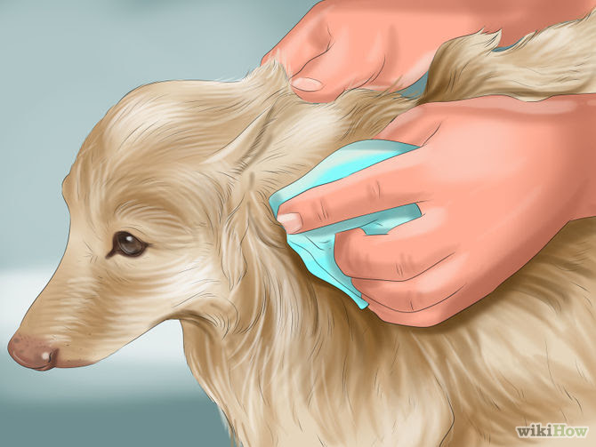 Make Your Dog Smell Better Step 8 Version 2.jpg