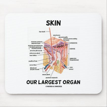 Skin Our Largest Organ (Dermal Layers) Mouse Pad
