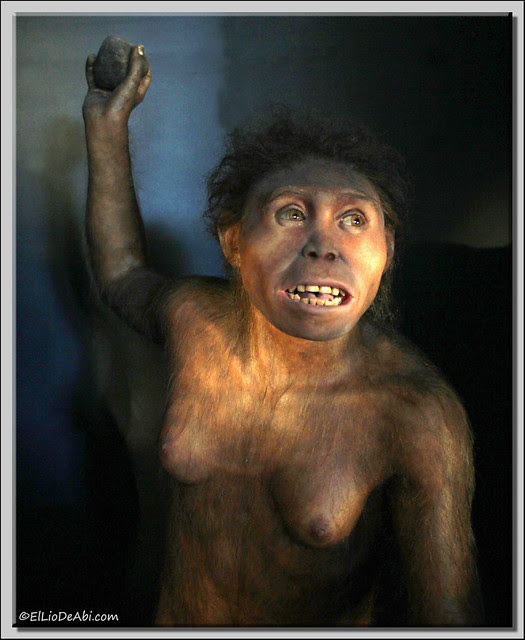 Museo Evolución Humana 36