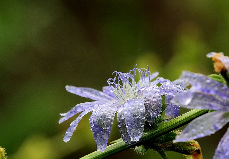 公園の花 チコリ 月の砂漠