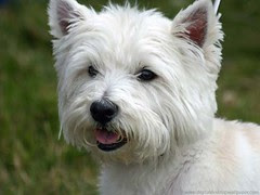 Westie - West Highland Terrier Dog