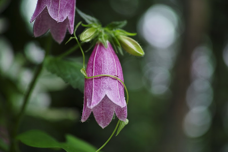 SDIM1061