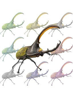 スマホ用ページ ヘラクレス オオカブト カブトムシのポストカード用イラスト 条件付フリー素材集