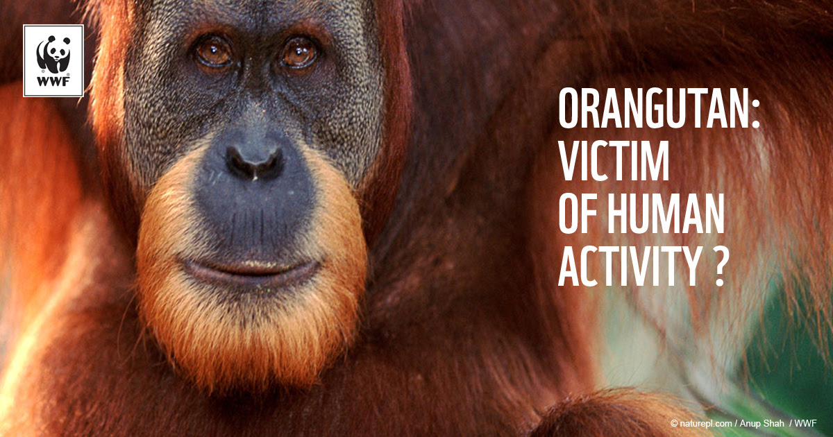 Orangutans Victims of human activity WWF Orangutans Victims of human activity WWF