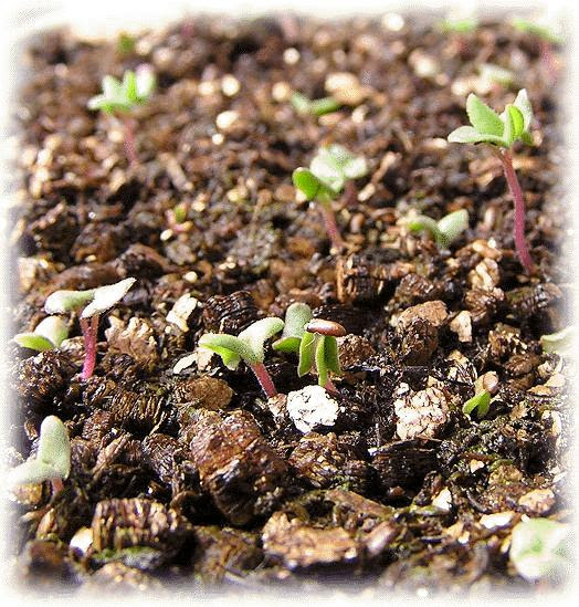 種まき 03 04 05 ラベンダーの種まきは 発芽や初期の生育に時間がかかり 発芽率もそれほど高くはありません でも 発芽しやすいように少し手を加えれば 1袋の種から 花の色や形 性質などが少しづつ違うラベンダーが育つので
