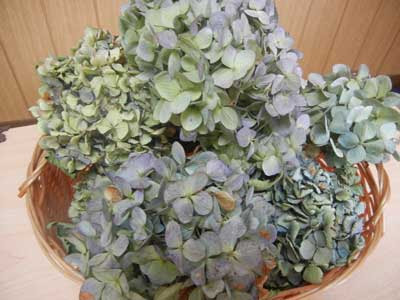 紫陽花のドライフラワーの作り方 おうち外食で幸せ節約生活