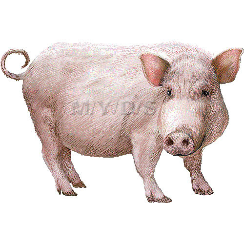 ブタ 豚のイラスト 条件付フリー素材集