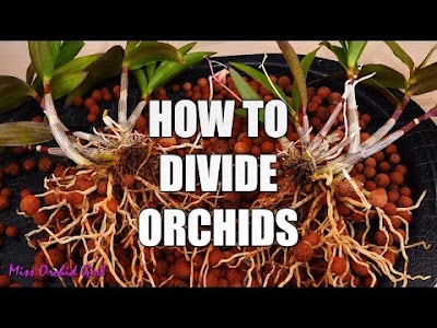 How to propagate Orchids through divisions - Simple guide for beginners