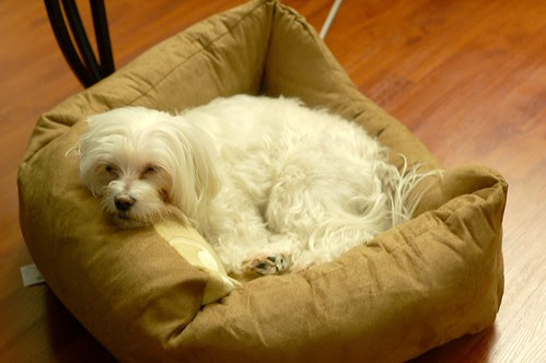 Yuan is loving his new bed!