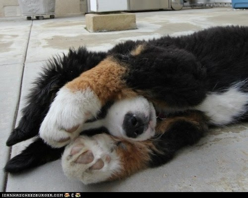 AHHHH!! Berner puppies are the cutest!