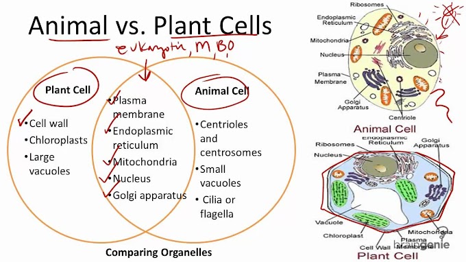Plant Cell Vs Animal Cell Functions - A Brief Comparison of Plant Cell Vs. Animal Cell - Biology ... / Animal and plant cells obtain the energy they need to grow and maintain normal cellular function through the process of animal and plant cells have some of the same cell components in common including a nucleus, golgi.