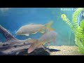 Харьковский океанариум Немо - Common roach Rutilus rutilus