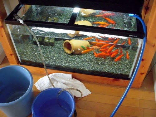 水槽水換え夏方式 出目金魚ぶろぐ 楽天ブログ