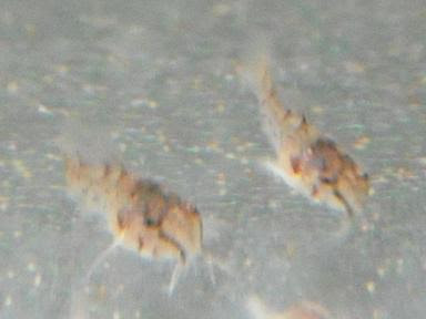 コリドラスの繁殖 孵化後2週間 出目金魚ぶろぐ 楽天ブログ