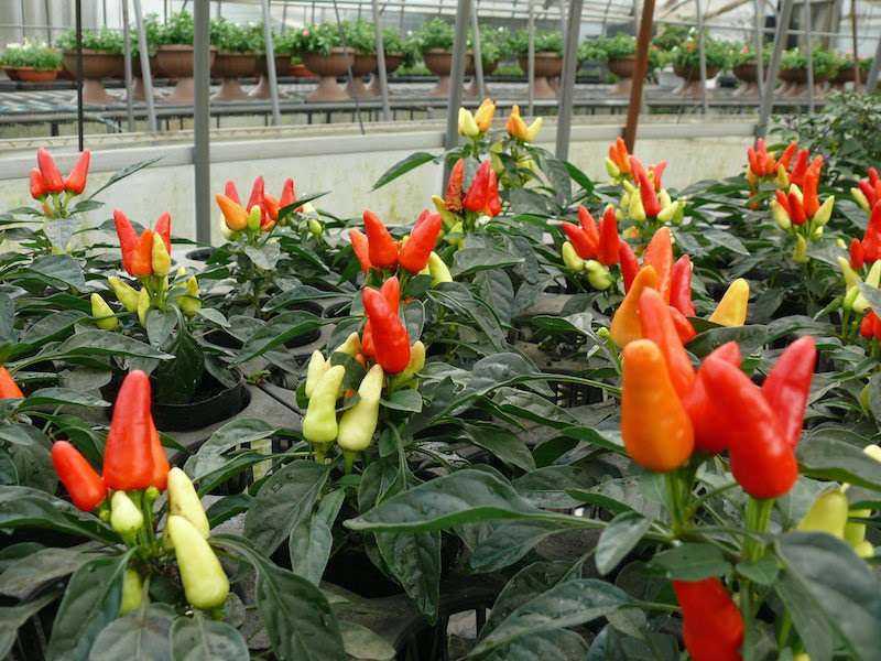 花胡椒 ハナコショウ の季節 十時花園 食卓菜園を提案