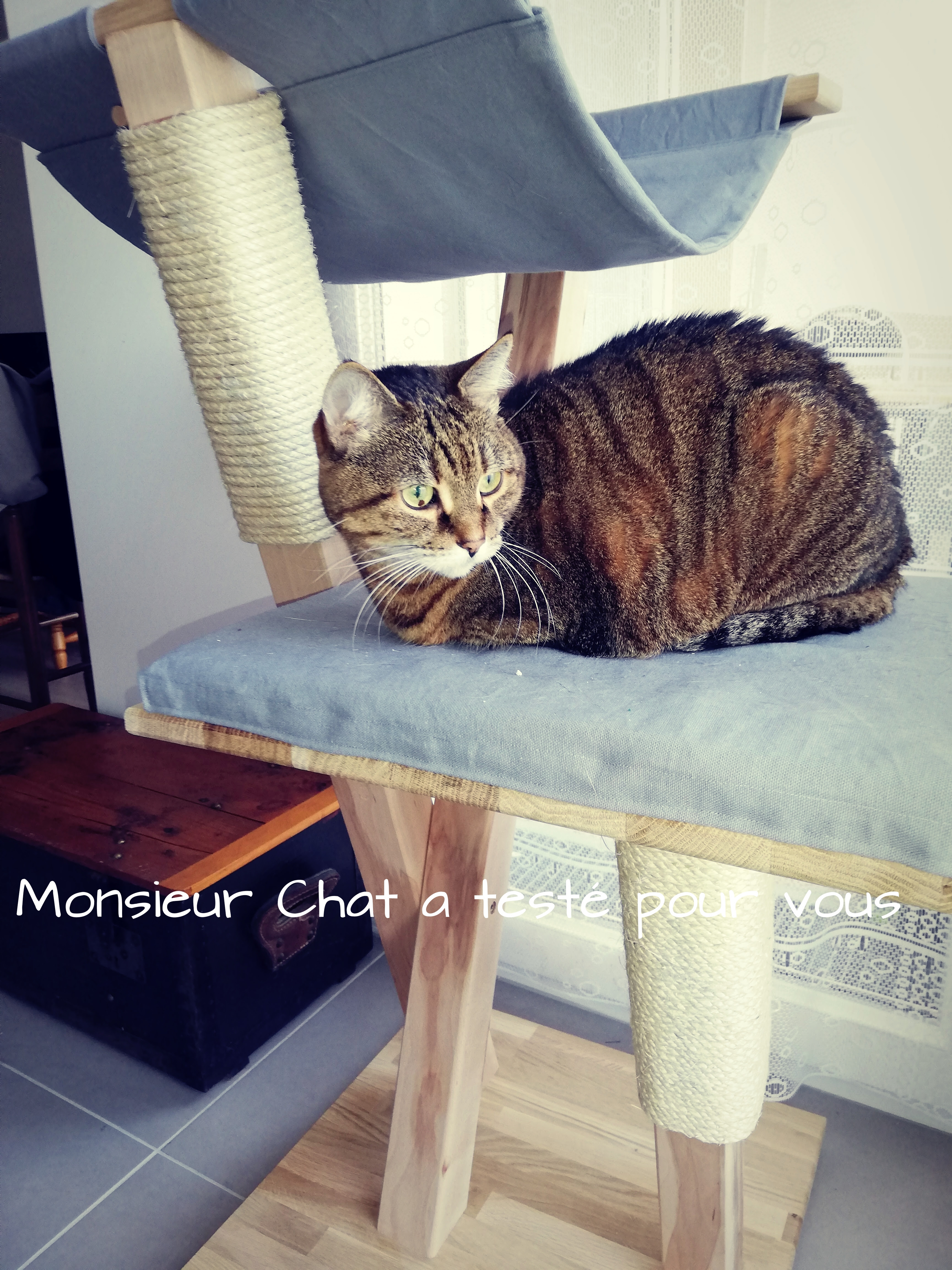 Monsieur Chat A Teste Pour Vous