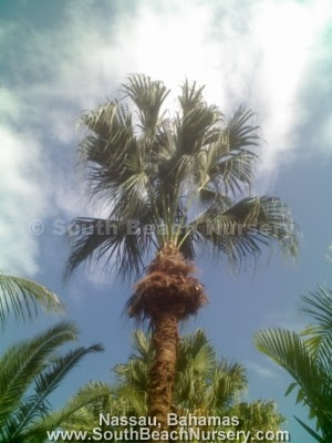 nightmare before christmas tattoo. makeup Nightmare Before Christmas nightmare before christmas tattoo.