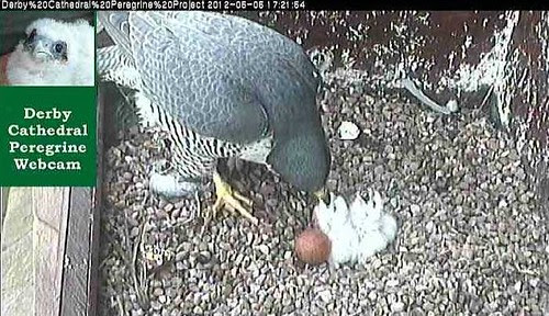 peregrines 5 2012