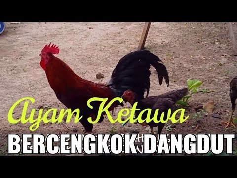 Berikut Ayam Ketawa Juara Bercengkok Dangdut, paling update!