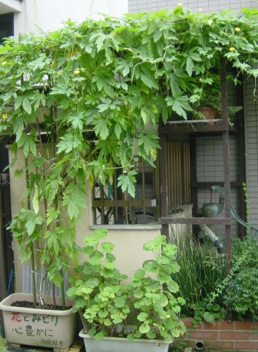 技術的な 騒ぎ シャツ ゴーヤ プランター 育て 方 Moaa Polk Org