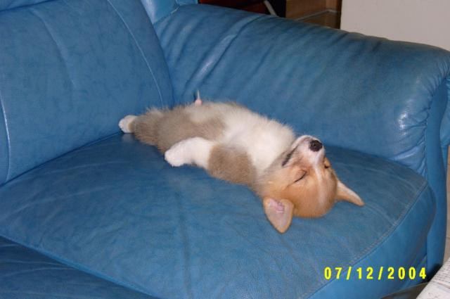 犬 笑える Com