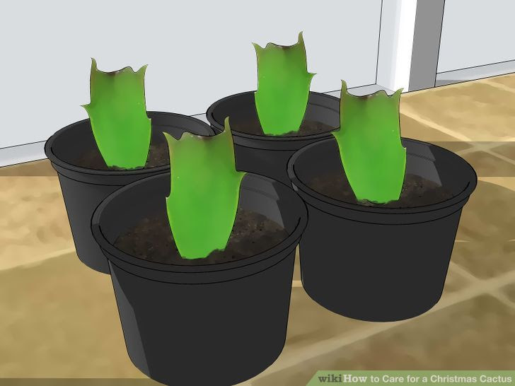 Care for a Christmas Cactus Step 13.jpg