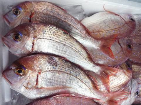 青森魚類 株式会社