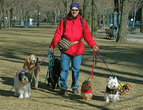 Who let the dogs out?