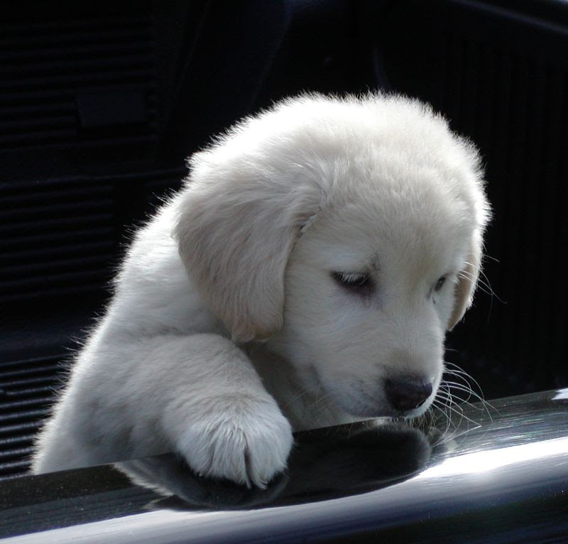 golden retriever lab mix puppy. black lab golden retriever mix