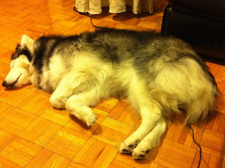 Tally The Husky Was Raised By Cats So Thinks She Is One Tally The Husky Was Raised By Cats So Thinks She Is One