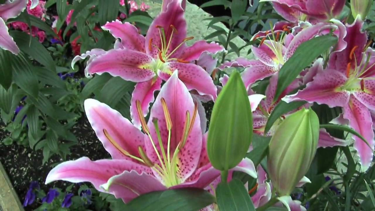 Exploring the Beauty of Nature - Exotic Flowers and Plants ...