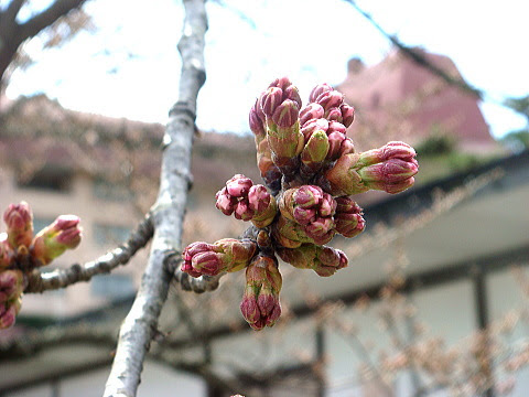 岩手の今 花巻の桜 北上川河川敷 花巻温泉 花巻の中華そば ラーメン メジャー化計画 冷麺も 楽天ブログ