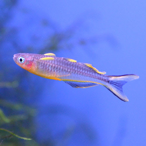 熱帯魚のご紹介 熱帯魚ショップトロピランド