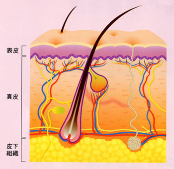 皮膚の構造 Tori Blo