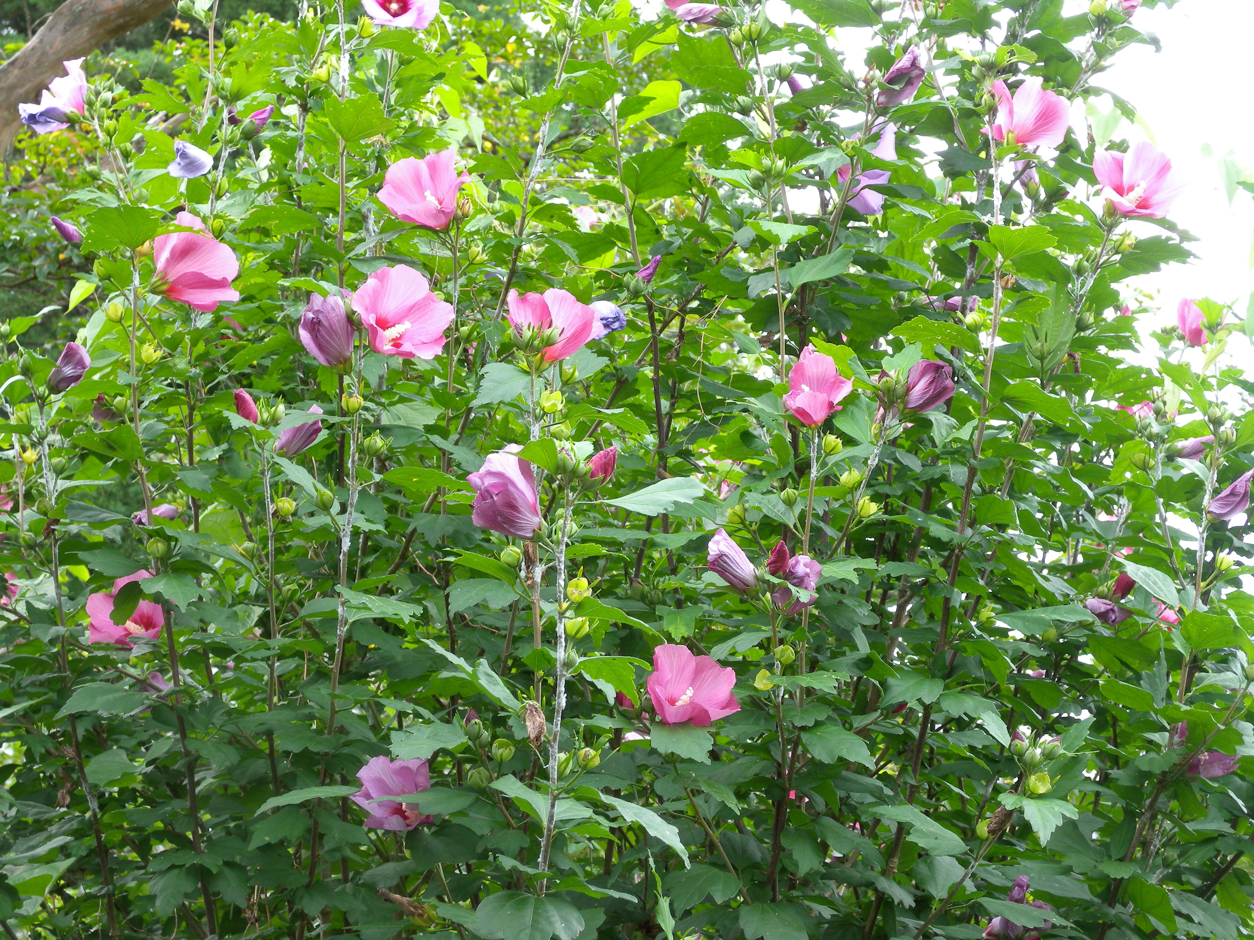 樹木葬に咲くムクゲの花 市原南霊園からのお知らせ