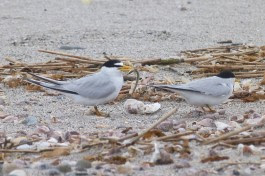Least Terns are among the vulnerable birds that nest on Connecticut's beaches. Photo by Scott Kruitbosch/Copyright Connecticut Audubon Society
