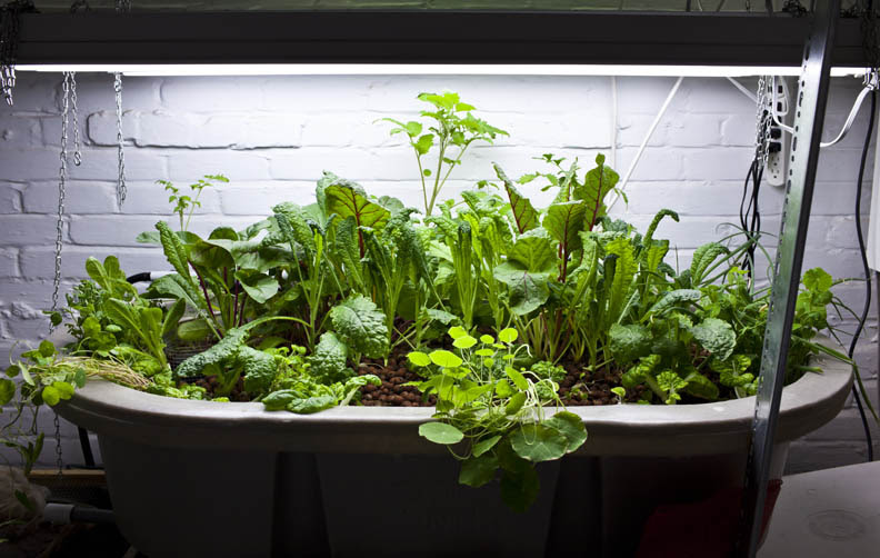 How to raise tilapia in aquaponics Antigua and Barbuda gets hooked on aquaponics