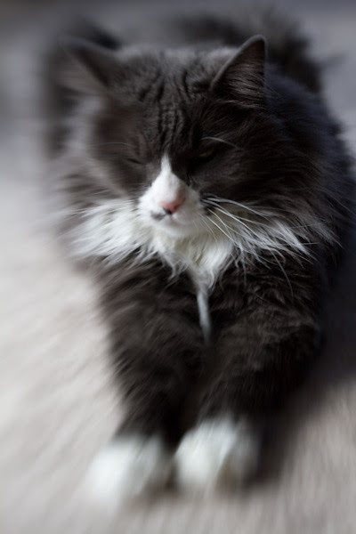 Sleepy Kitty