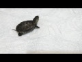 [ベスト] 赤ちゃん 亀 似てる 269763-赤ちゃん 亀 似てる