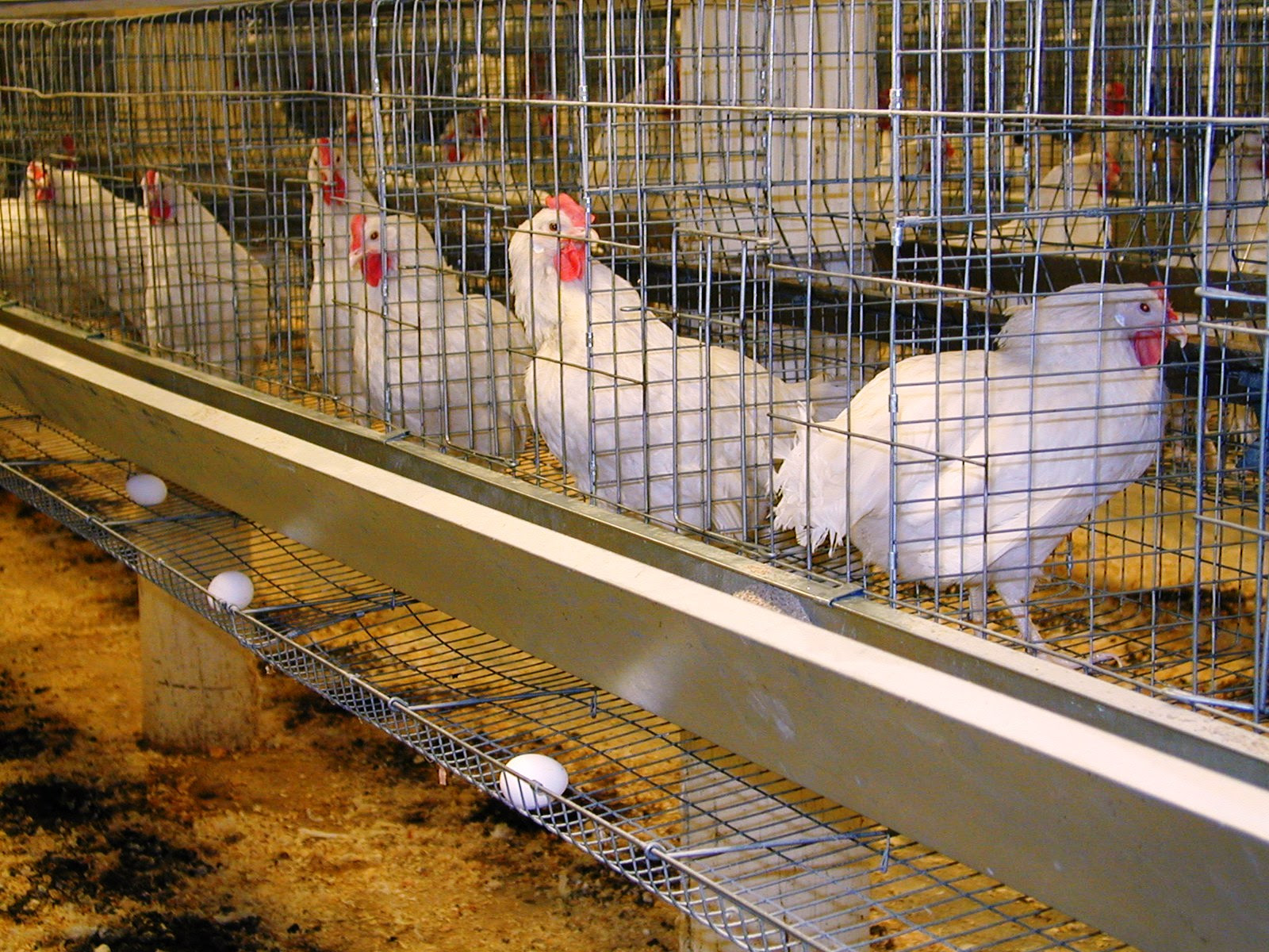 Chicken coop plans for egg layers – How to make a chicken coop