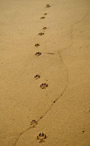 sunset paw prints