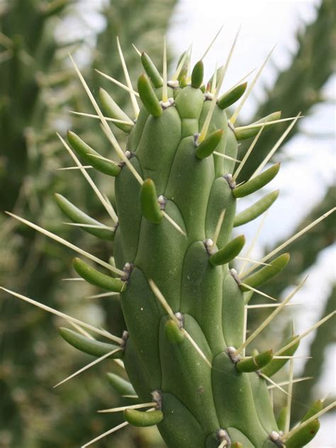 A beautiful charleston garden provides ample ideas for growing plants and flowers in shade says hgtv gardens. Austrocylindropuntia subulata - Eve's Needle Cactus, Long